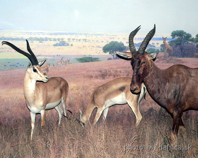 Picture 120.jpg - East African savannah species - Grant´s gazelle and Topi.